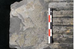 Foto (Detailansicht) von Sigillaria elongata Brongniart (NHMW-GEO-2024-0188-11055)